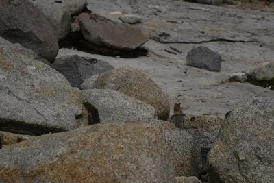 DSC_4439 (Large).JPG